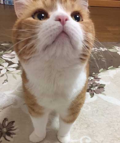 チャイルドシート 入り込んだ 猫 寝顔 足 すっぽり バウンサー