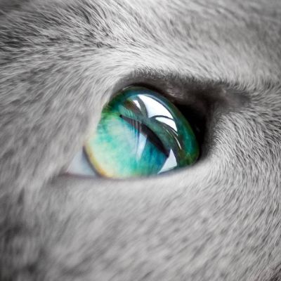 ロシアンブルーにゃんこ