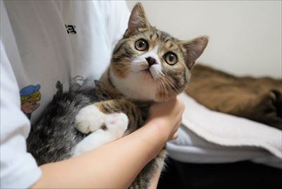 ライオン・キング