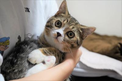 ライオン・キング