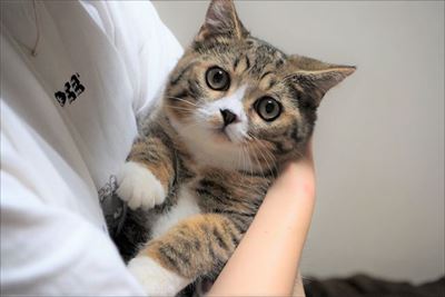 ライオン・キング