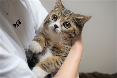 ライオン・キング