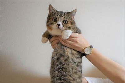 ライオン・キング