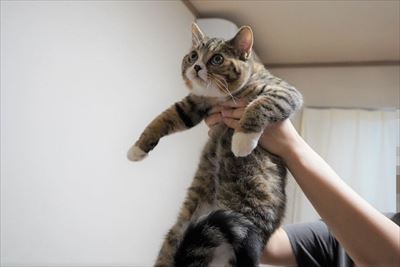 ライオン・キング