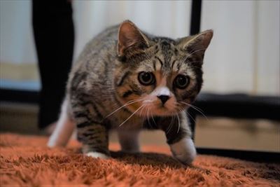 ライオン・キング