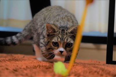 ライオン・キング