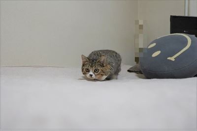 ライオン・キング