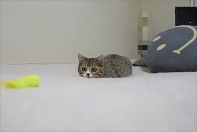 ライオン・キング