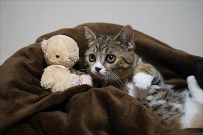 ライオン・キング