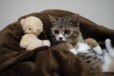 ライオン・キング