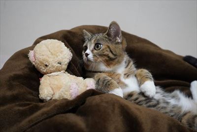 ライオン・キング