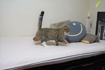 ライオン・キング