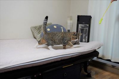 ライオン・キング