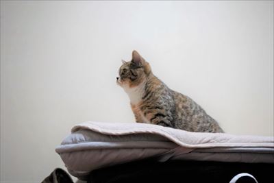 ライオン・キング