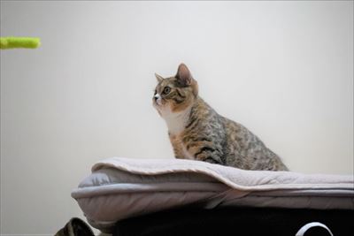 ライオン・キング