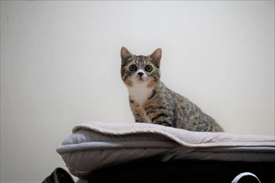 ライオン・キング