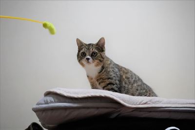 ライオン・キング