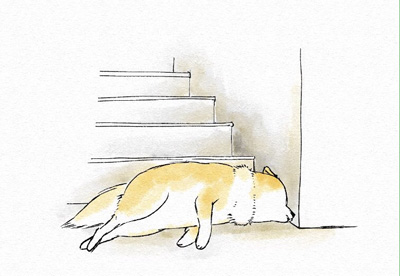 涼をとるワンコ