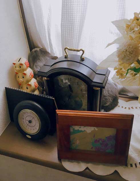 工事 業者 おびえる 怖がる 猫 部屋の角 隅 埋まろうと必死 ひので ブリティッシュショートヘア