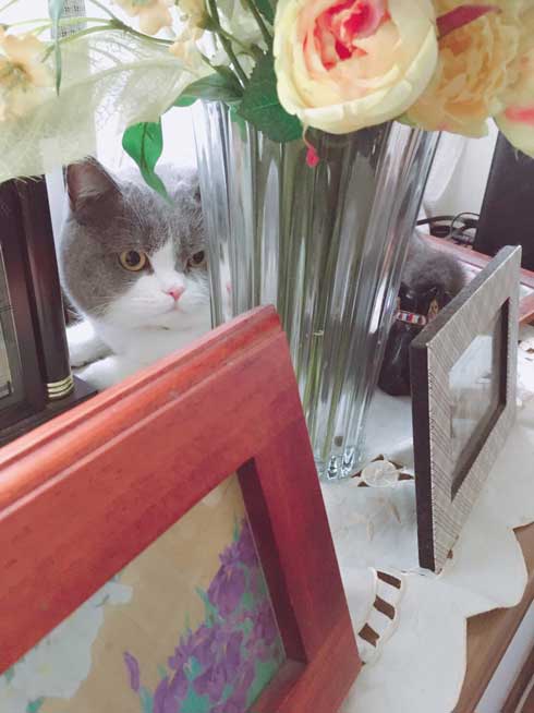 工事 業者 おびえる 怖がる 猫 部屋の角 隅 埋まろうと必死 ひので ブリティッシュショートヘア