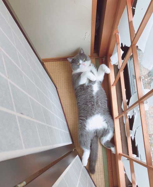 工事 業者 おびえる 怖がる 猫 部屋の角 隅 埋まろうと必死 ひので ブリティッシュショートヘア