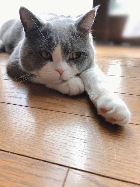 工事 業者 おびえる 怖がる 猫 部屋の角 隅 埋まろうと必死 ひので ブリティッシュショートヘア