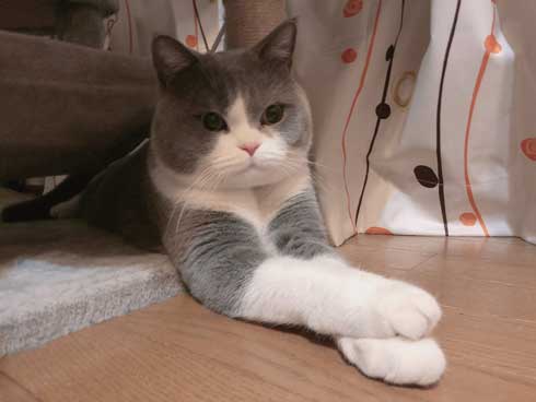 工事 業者 おびえる 怖がる 猫 部屋の角 隅 埋まろうと必死 ひので ブリティッシュショートヘア