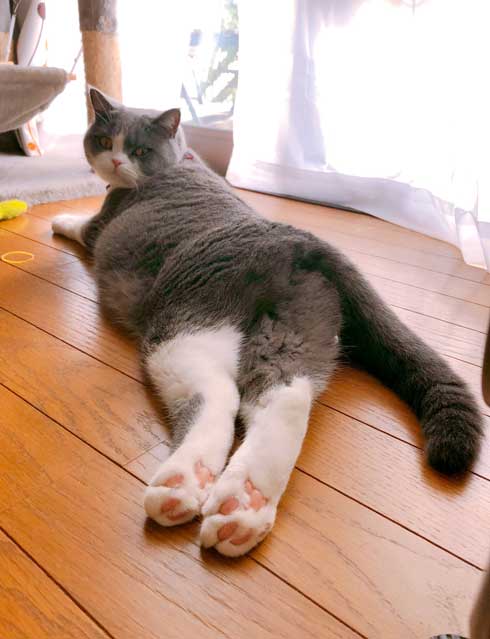 工事 業者 おびえる 怖がる 猫 部屋の角 隅 埋まろうと必死 ひので ブリティッシュショートヘア