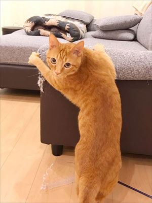 ドアを開けたらビックリの猫さん
