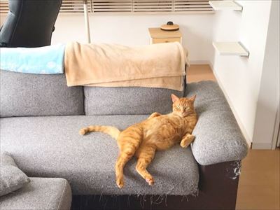 ドアを開けたらビックリの猫さん