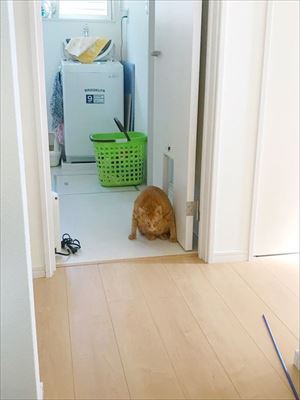 ドアを開けたらビックリの猫さん