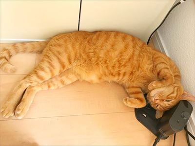 ドアを開けたらビックリの猫さん