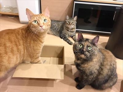 ドアを開けたらビックリの猫さん