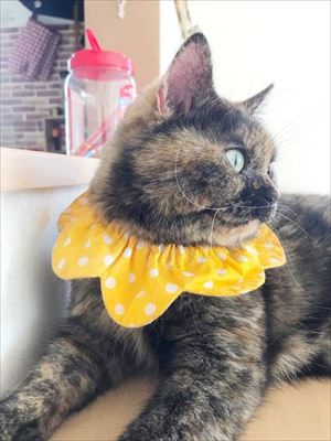 ドアを開けたらビックリの猫さん