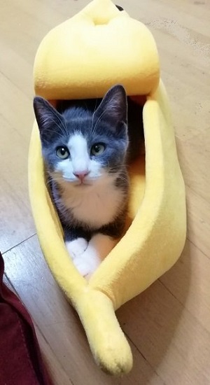 こもも子猫 ちょっとだけ脱走してみたい赤ちゃん子猫たちと絶対脱走させたく