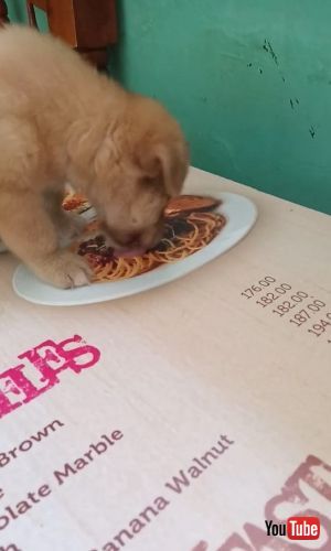 Loves Pasta