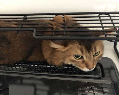 新居 怖がって 出てこない 猫 ソマリ 引っ越し コンロ 隠れる 狭い