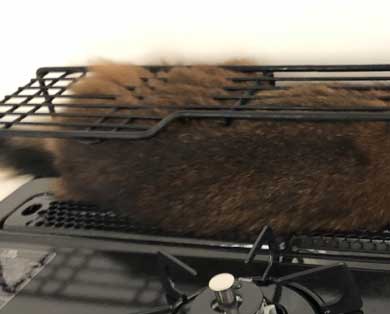 新居 怖がって 出てこない 猫 ソマリ 引っ越し コンロ 隠れる 狭い