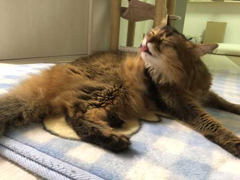 新居 怖がって 出てこない 猫 ソマリ 引っ越し コンロ 隠れる 狭い