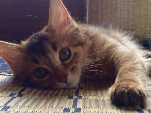 新居 怖がって 出てこない 猫 ソマリ 引っ越し コンロ 隠れる 狭い