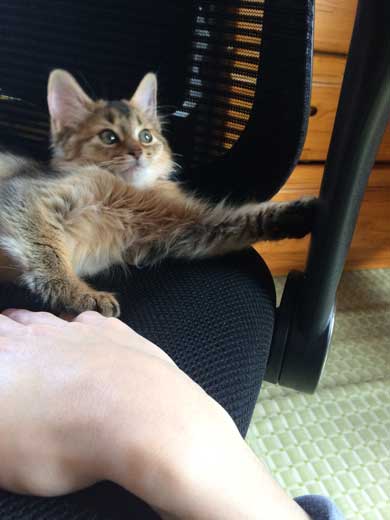 新居 怖がって 出てこない 猫 ソマリ 引っ越し コンロ 隠れる 狭い