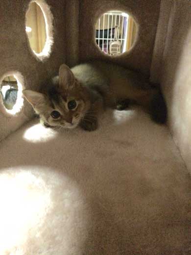 新居 怖がって 出てこない 猫 ソマリ 引っ越し コンロ 隠れる 狭い