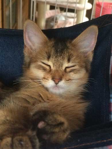 新居 怖がって 出てこない 猫 ソマリ 引っ越し コンロ 隠れる 狭い