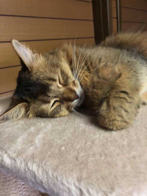 新居 怖がって 出てこない 猫 ソマリ 引っ越し コンロ 隠れる 狭い