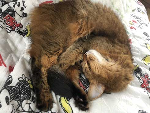 新居 怖がって 出てこない 猫 ソマリ 引っ越し コンロ 隠れる 狭い