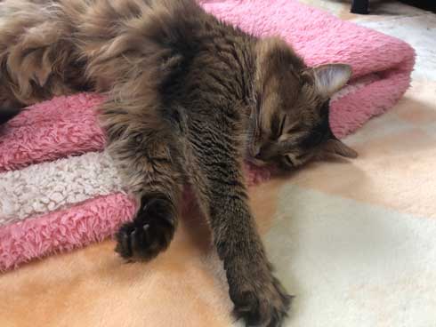 新居 怖がって 出てこない 猫 ソマリ 引っ越し コンロ 隠れる 狭い