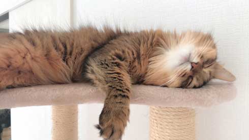 新居 怖がって 出てこない 猫 ソマリ 引っ越し コンロ 隠れる 狭い