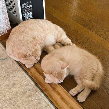 みかんとじろうさんち