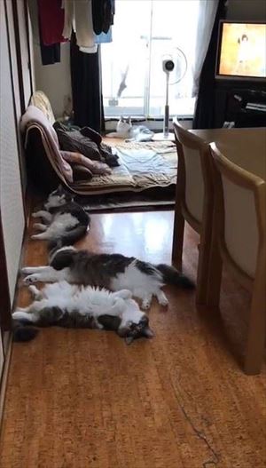 「ごはん」に集まる猫ちゃんたち