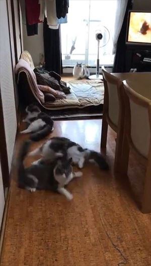 「ごはん」に集まる猫ちゃんたち